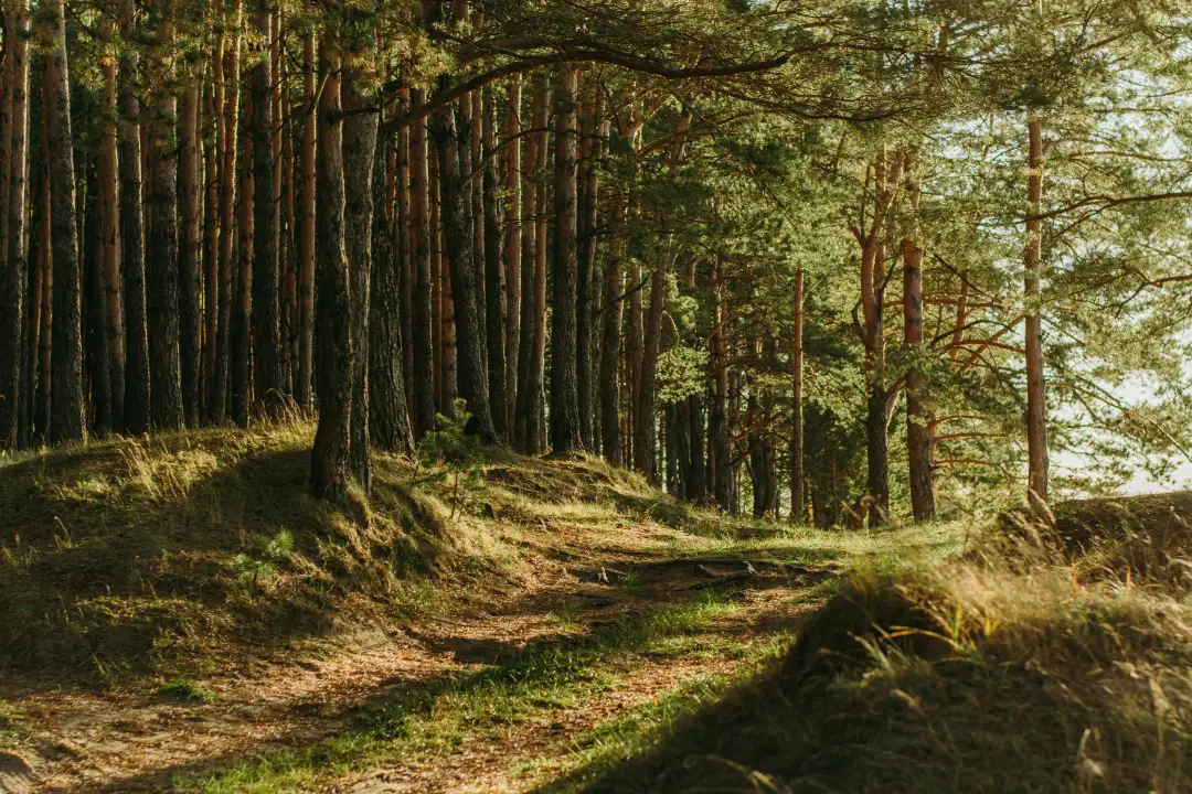 Podlasie – gotowy plan podróży dla miłośników natury i ciszy