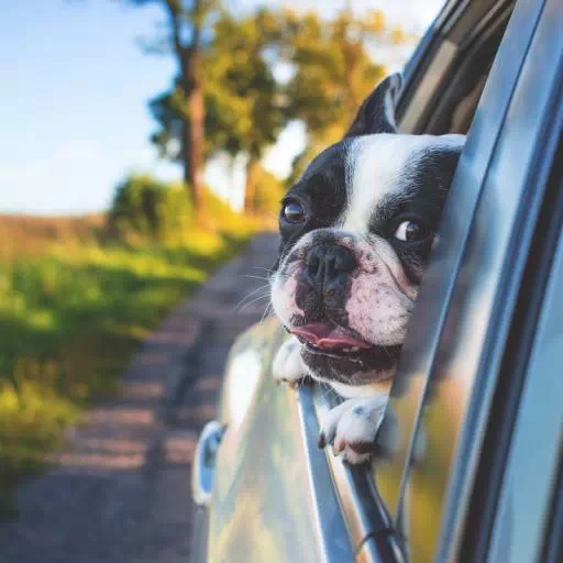 Czy w samochodzie z wypożyczalni można przewozić zwierzęta?