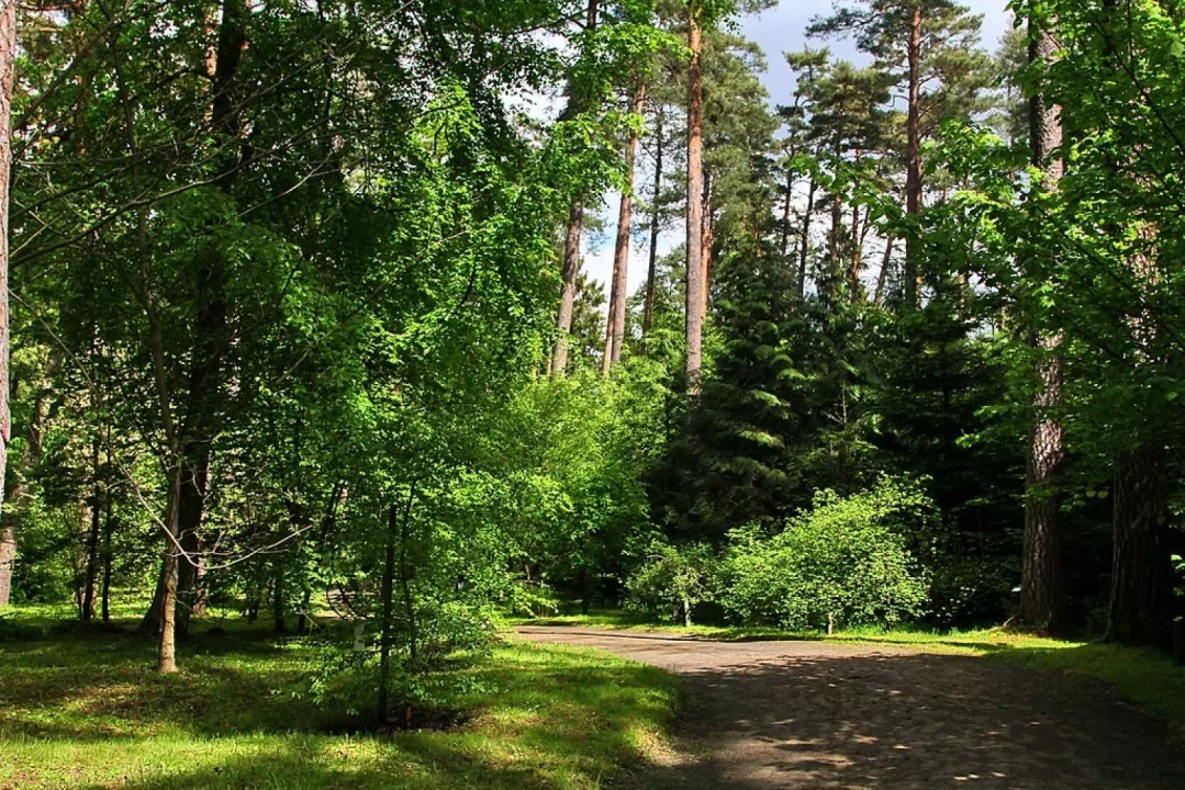 Zachwycająca roślinność, kt&oacute;ra bujnie porasta leśne arboretum.