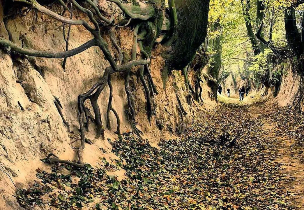 Wąwóz Korzeniowy Dół w Kazimierzu Dolnym