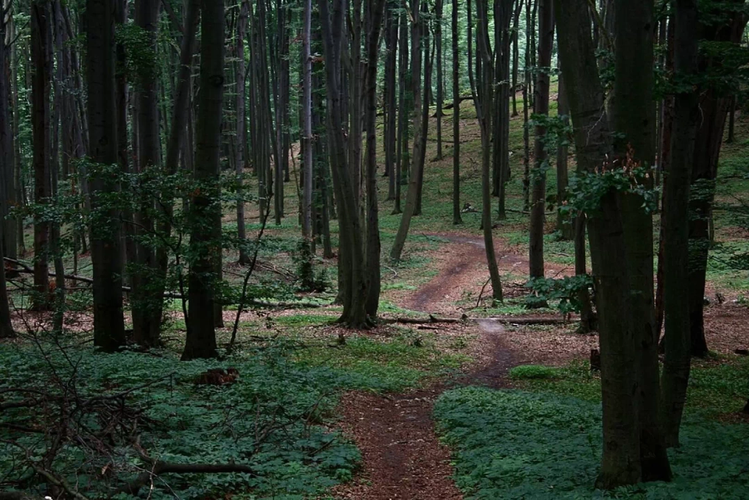 Rezerwat Przyrody Sokole Góry
