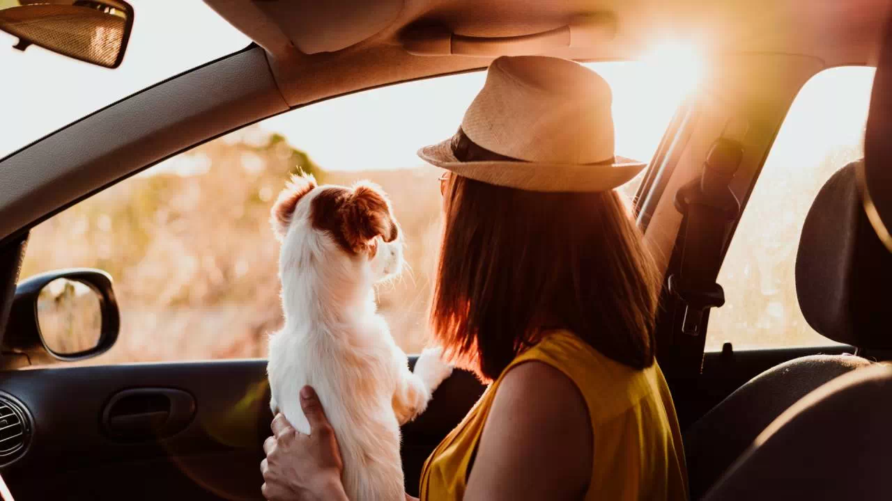 Czy w samochodzie z wypożyczalni można przewozić zwierzęta?