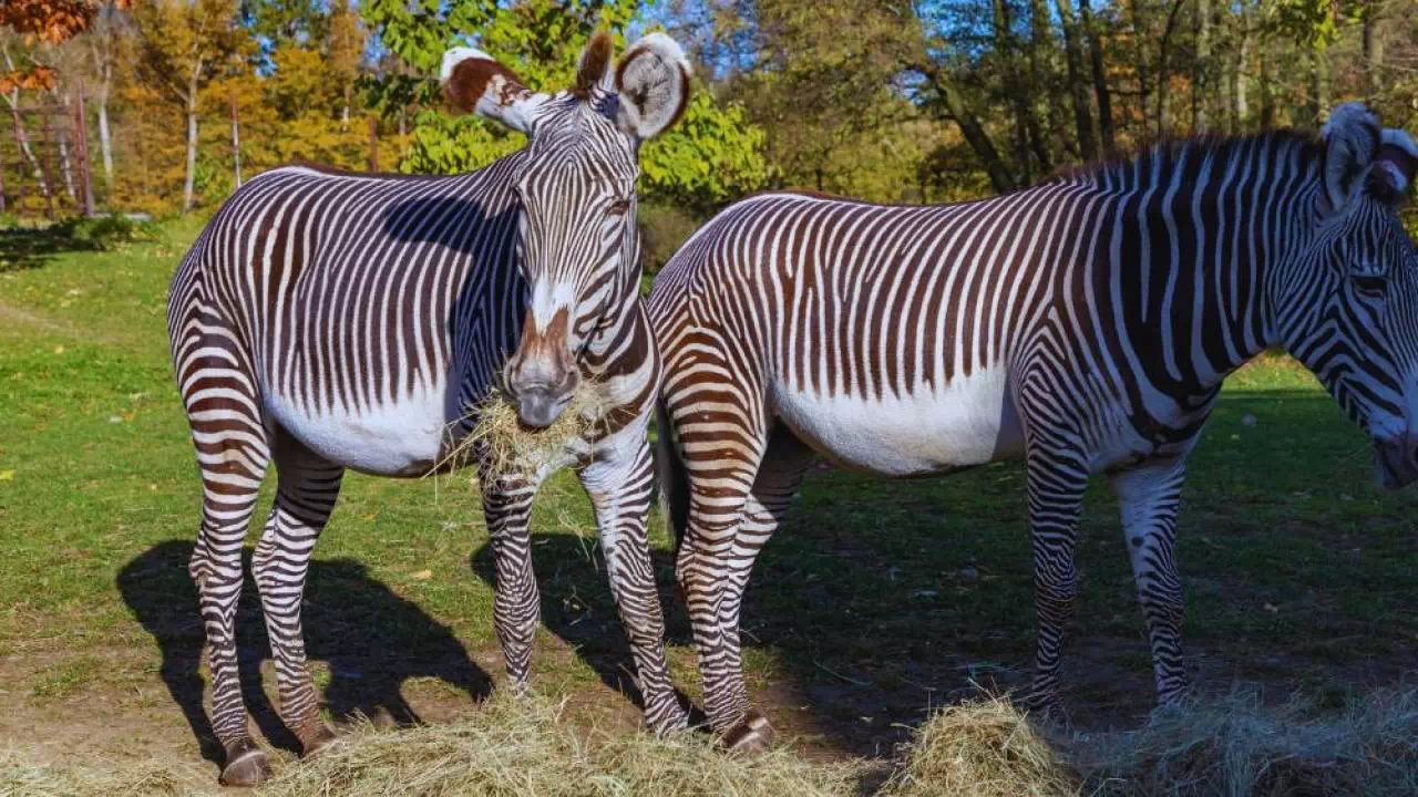 Ostravskie Zoo/ fot. Canva.com