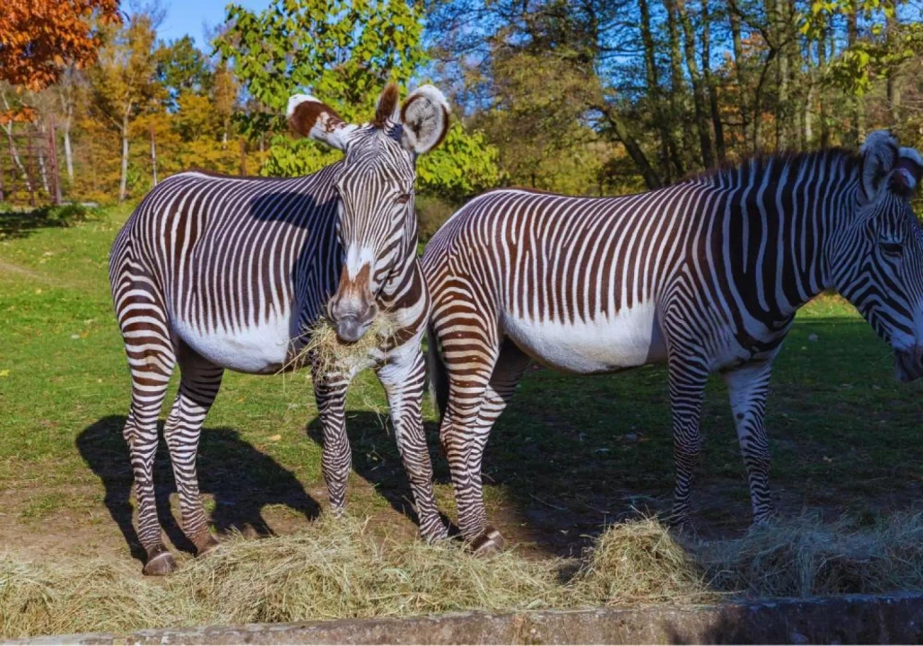 Ostravskie Zoo/ fot. Canva.com